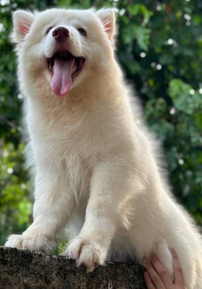 White Husky | Wolly Coat Husky | Husky Dogs / Pupps For Sale