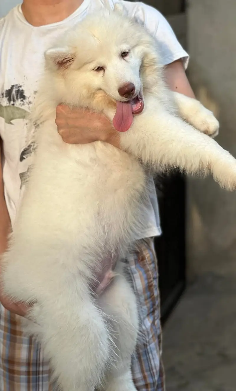 White Husky | Wolly Coat Husky | Husky Dogs / Pupps For Sale — photo 2