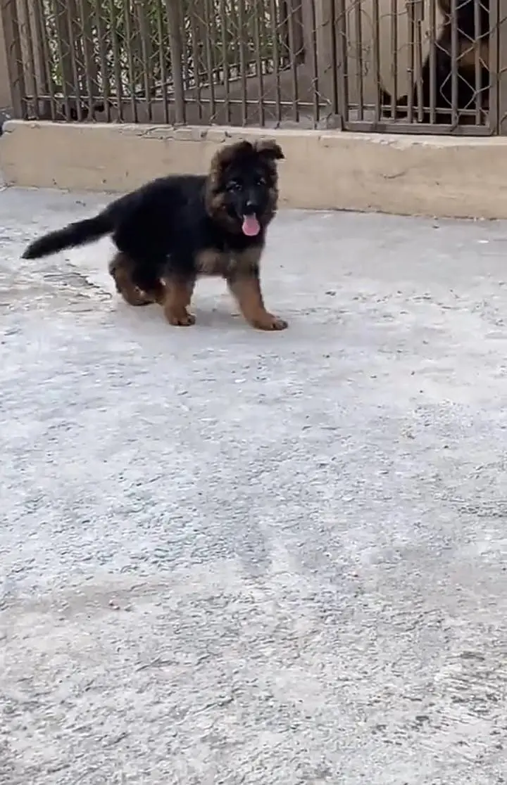 German Shepherd long coat puppies for sale my WhatsApp 03440066156 — photo 2