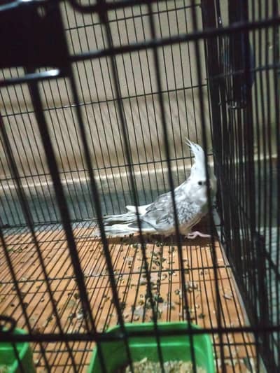 for sale