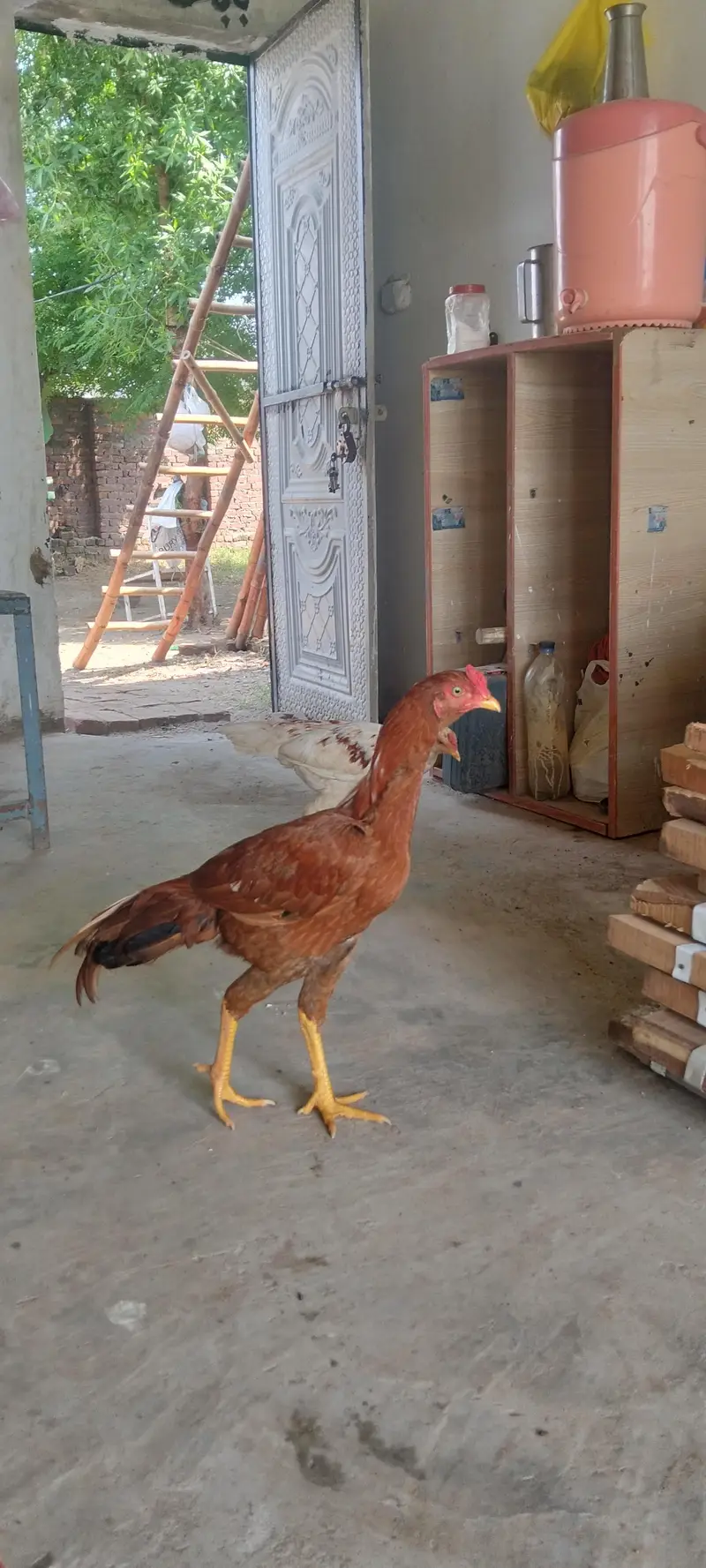 Aseel for sale — photo 5