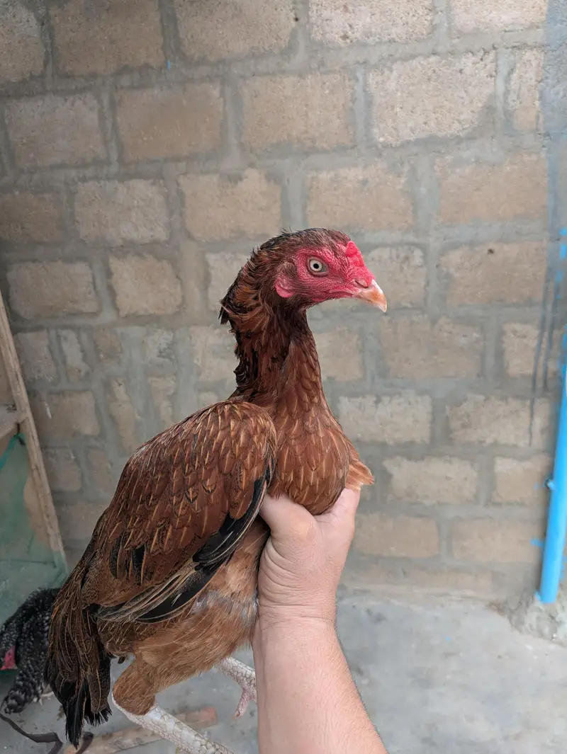 Aseel pair for sale — photo 6
