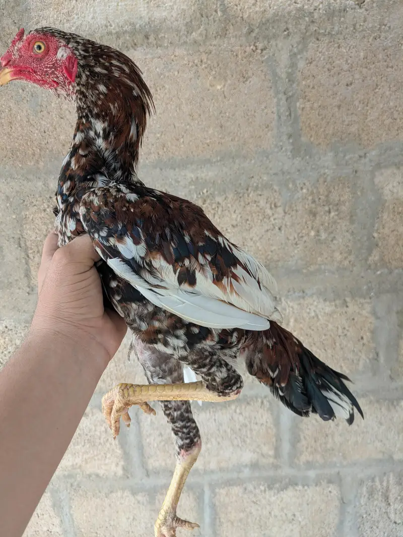 Aseel pair for sale — photo 10