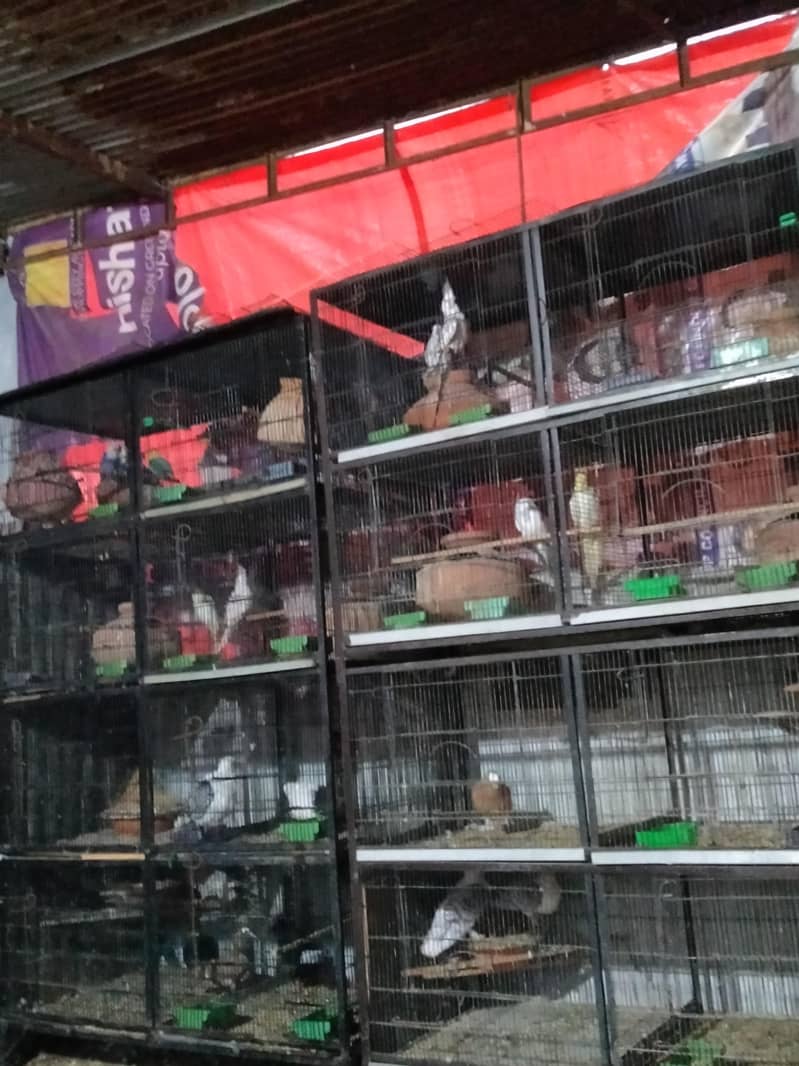 fancy pigeons 4