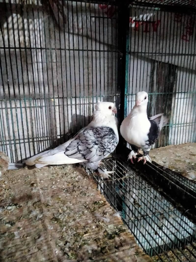 fancy pigeons 1
