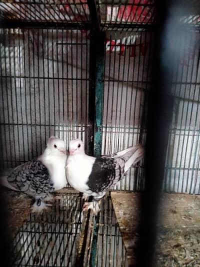 fancy pigeons