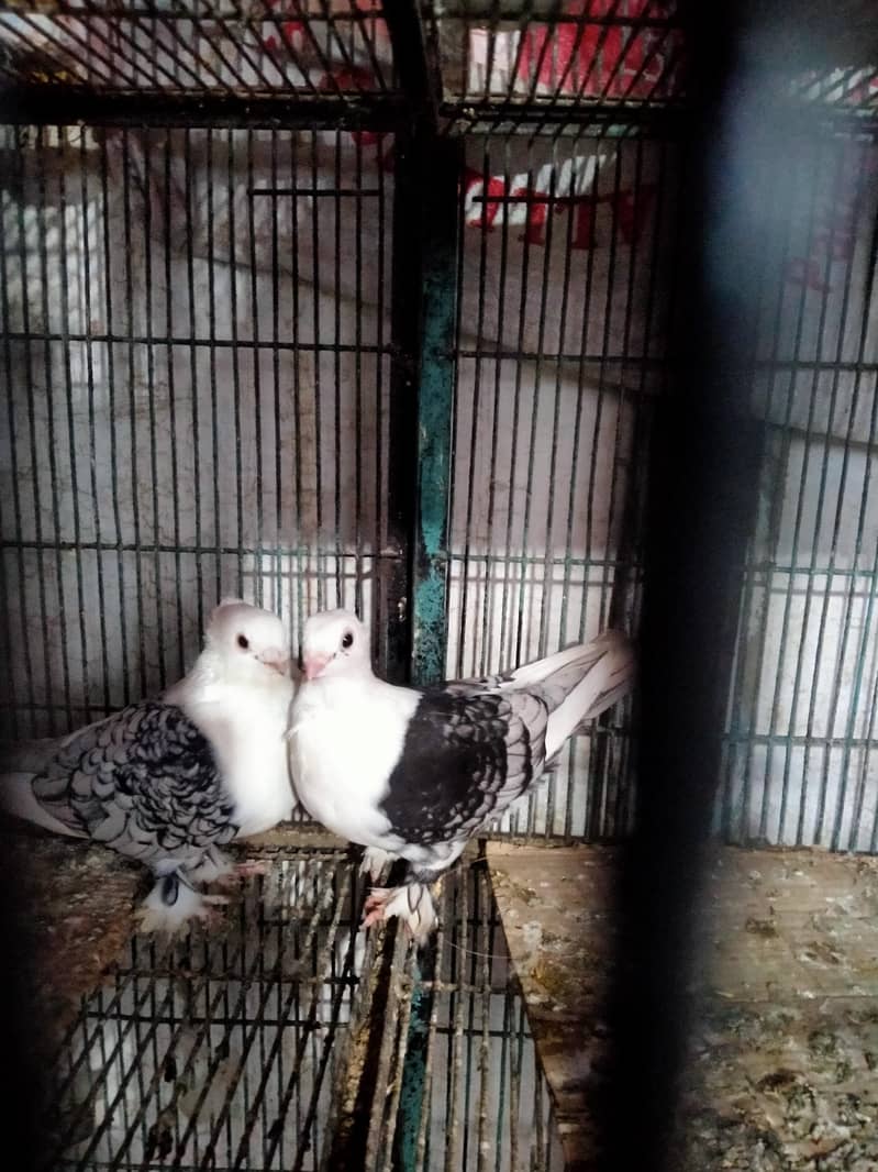 fancy pigeons 0
