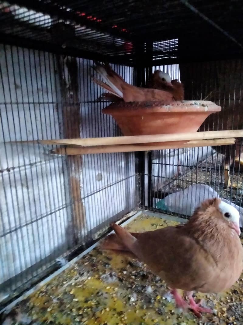 fancy pigeons 5