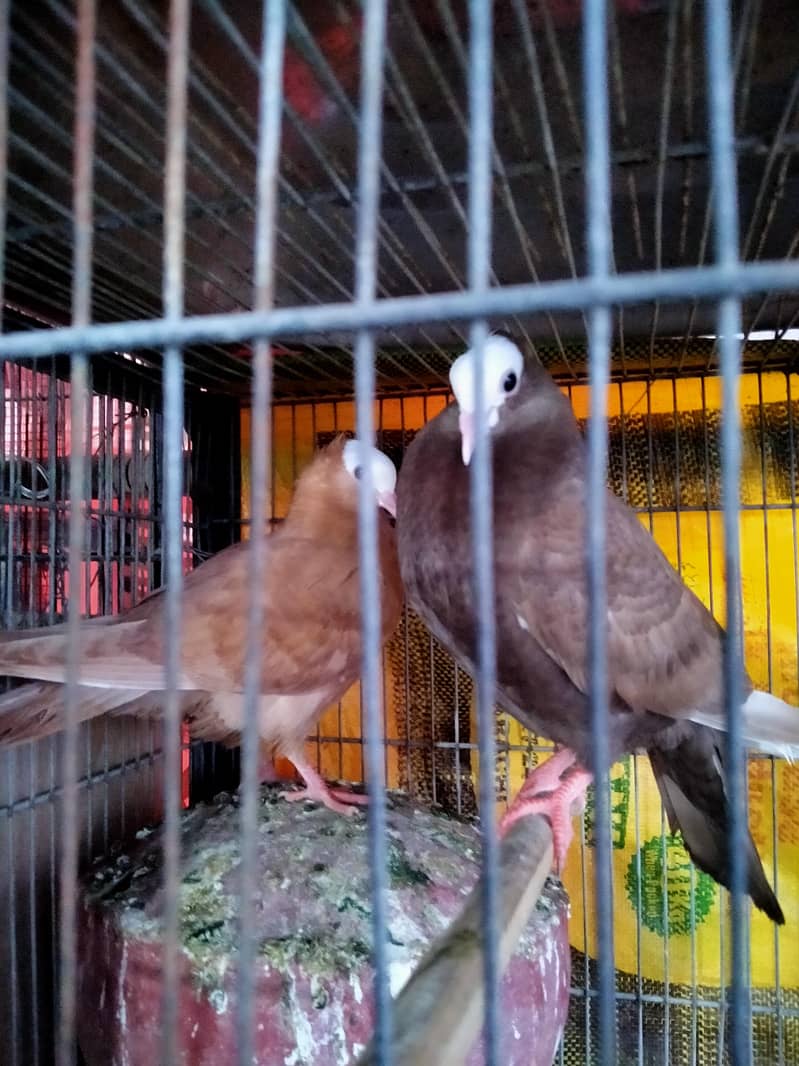 fancy pigeons 6