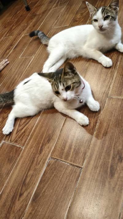 Pair of kitten for sale