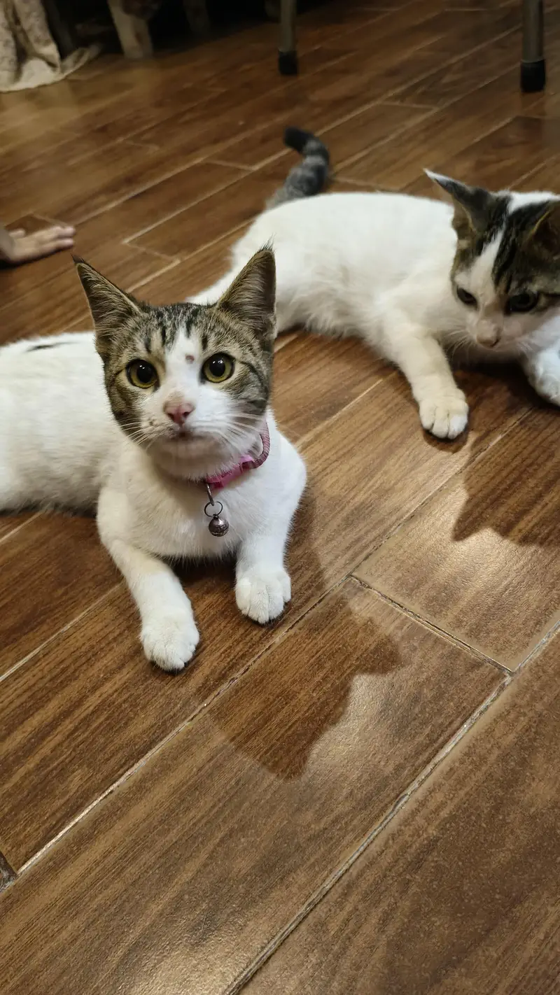 Pair of kitten for sale — photo 2
