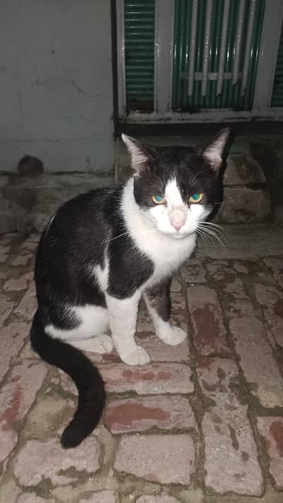  Super Friendly & Loving Tuxedo Cat for Sale 