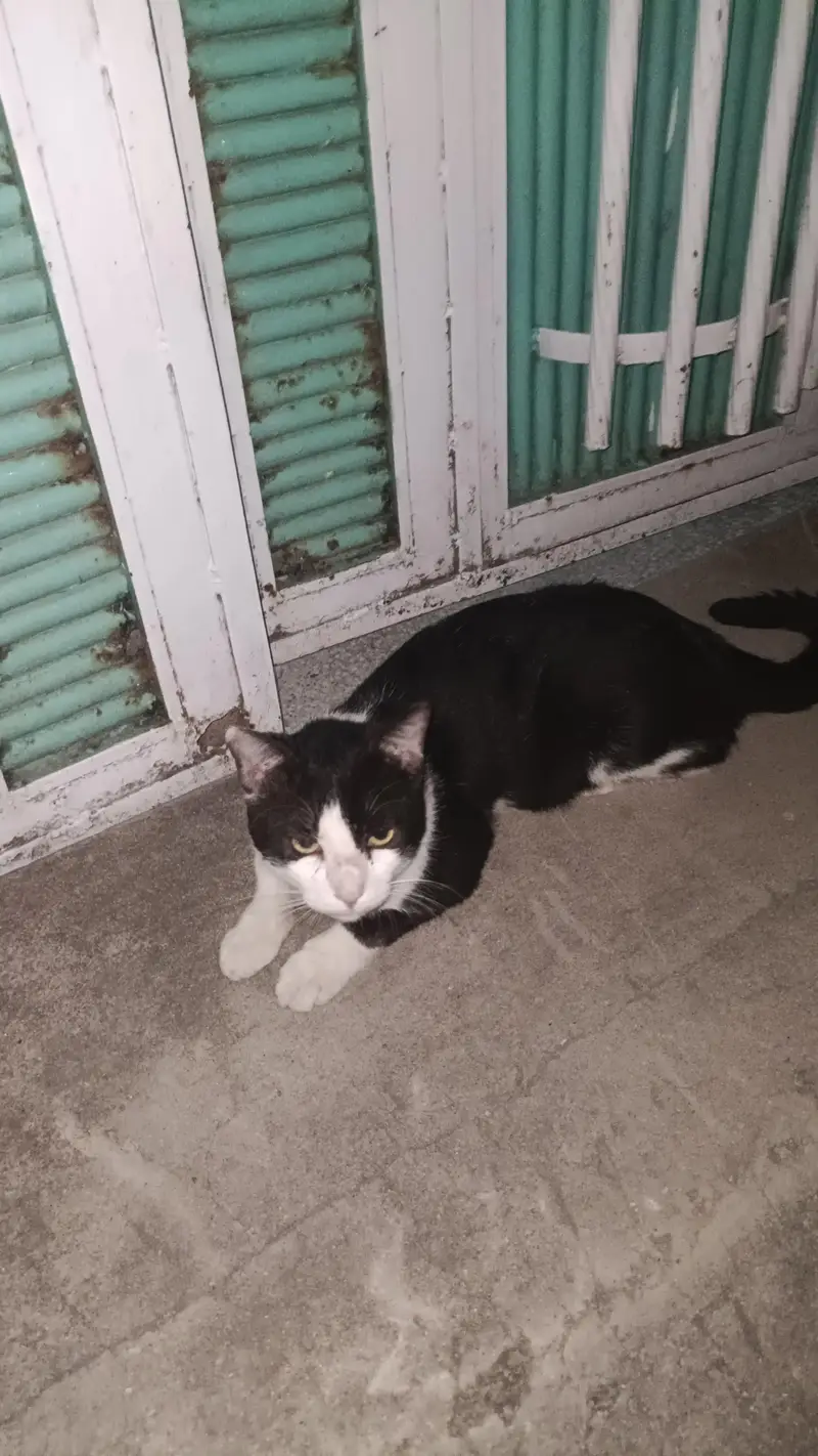  Super Friendly & Loving Tuxedo Cat for Sale  — photo 2