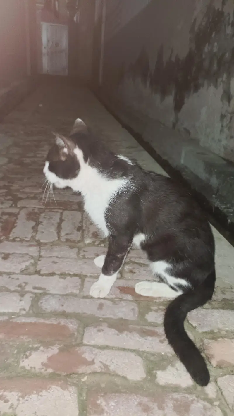  Super Friendly & Loving Tuxedo Cat for Sale  — photo 3