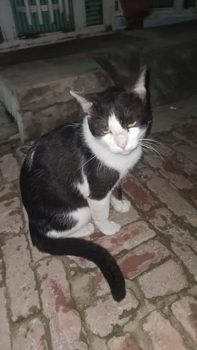  Super Friendly & Loving Tuxedo Cat for Sale  — photo 4