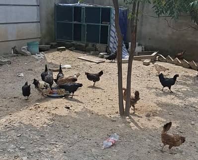 Pure Desi Eggs lying Hens