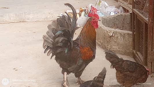 Golden Buff Cross breeder male