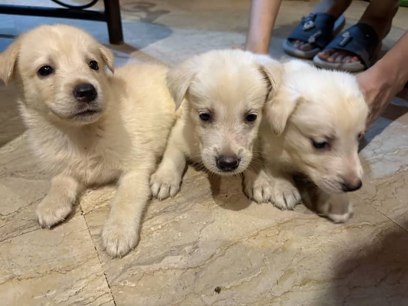 White Labrador 5