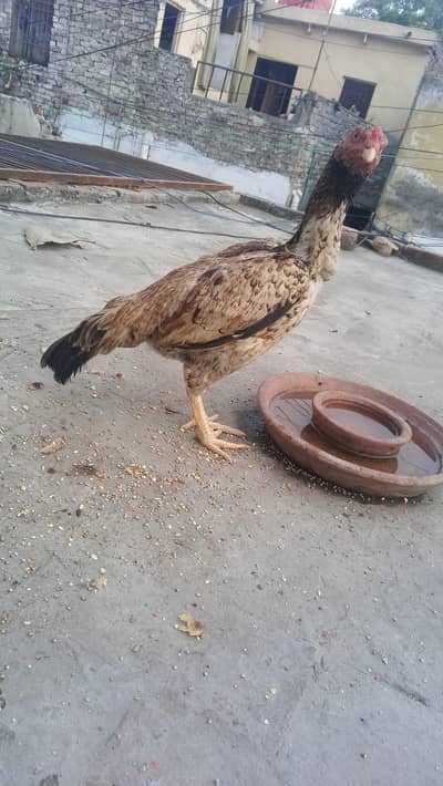 Shamo cross madi available