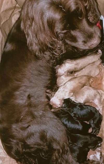 Active & Playful Cocker Spaniel Puppies For Sale