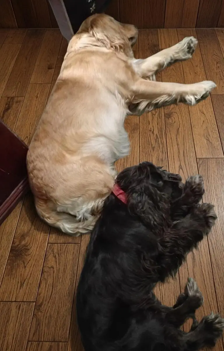Active & Playful Cocker Spaniel Puppies For Sale — photo 2