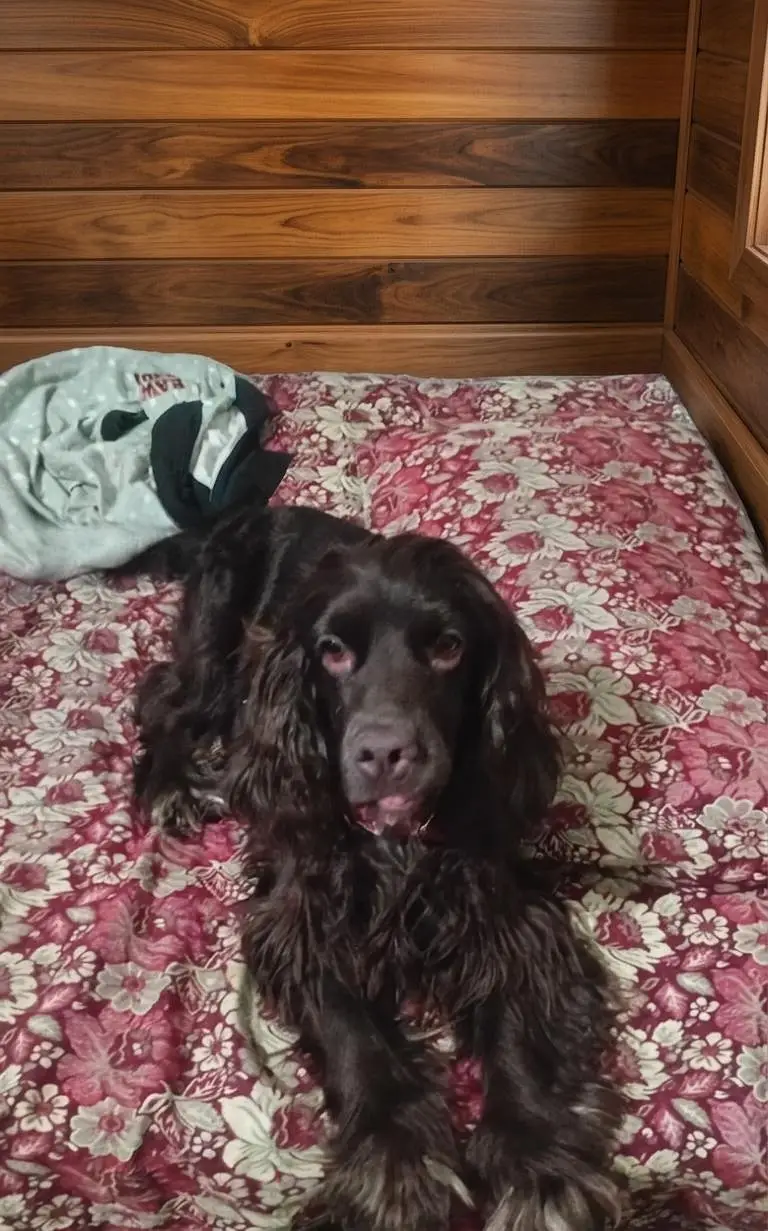 Active & Playful Cocker Spaniel Puppies For Sale — photo 3