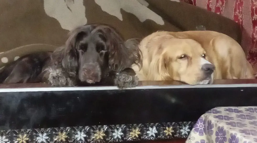 Active & Playful Cocker Spaniel Puppies For Sale — photo 5