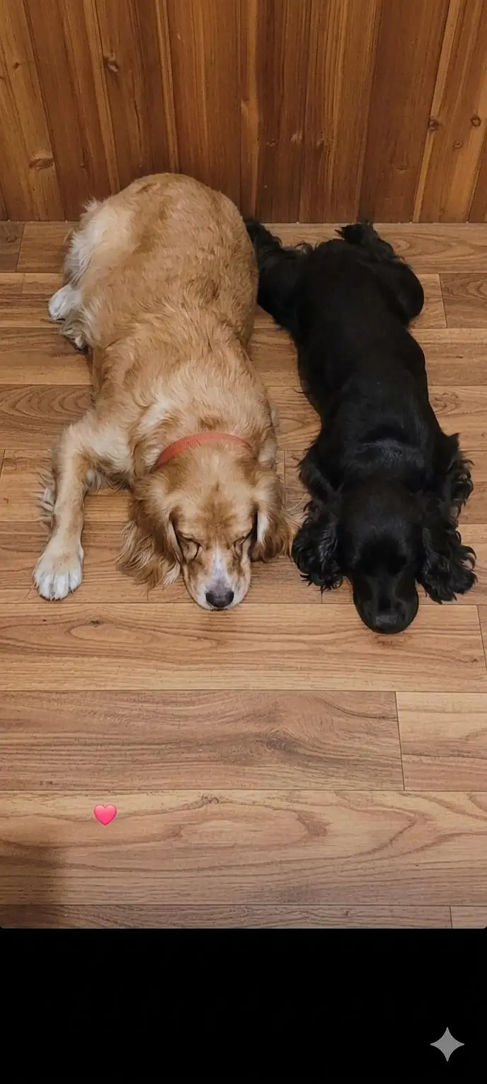 Active & Playful Cocker Spaniel Puppies For Sale — photo 6