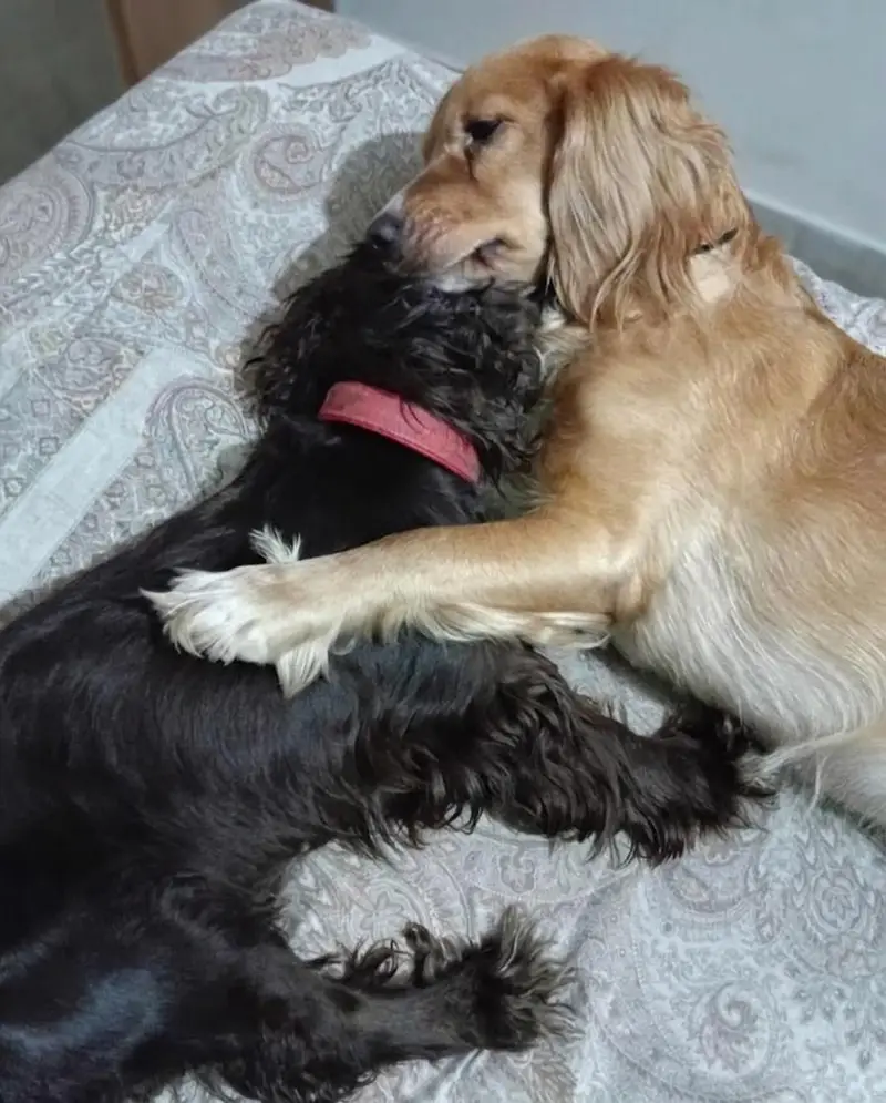 Active & Playful Cocker Spaniel Puppies For Sale — photo 7