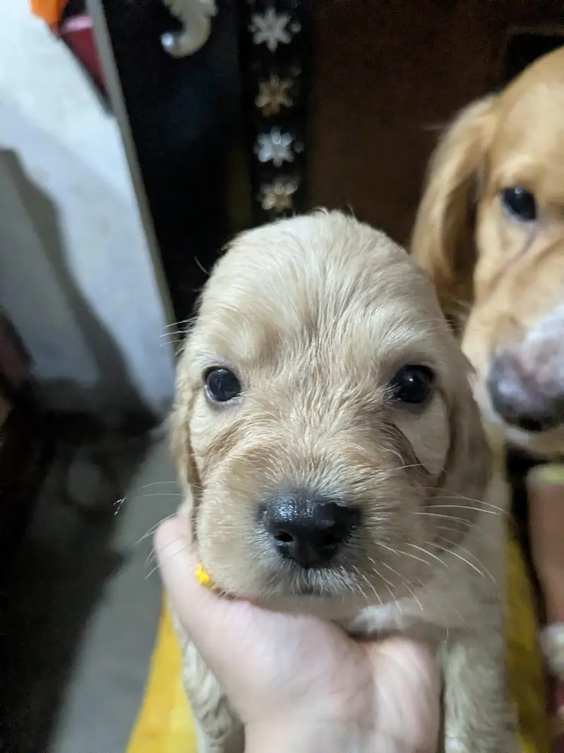 Active & Playful Cocker Spaniel Puppies For Sale — photo 8