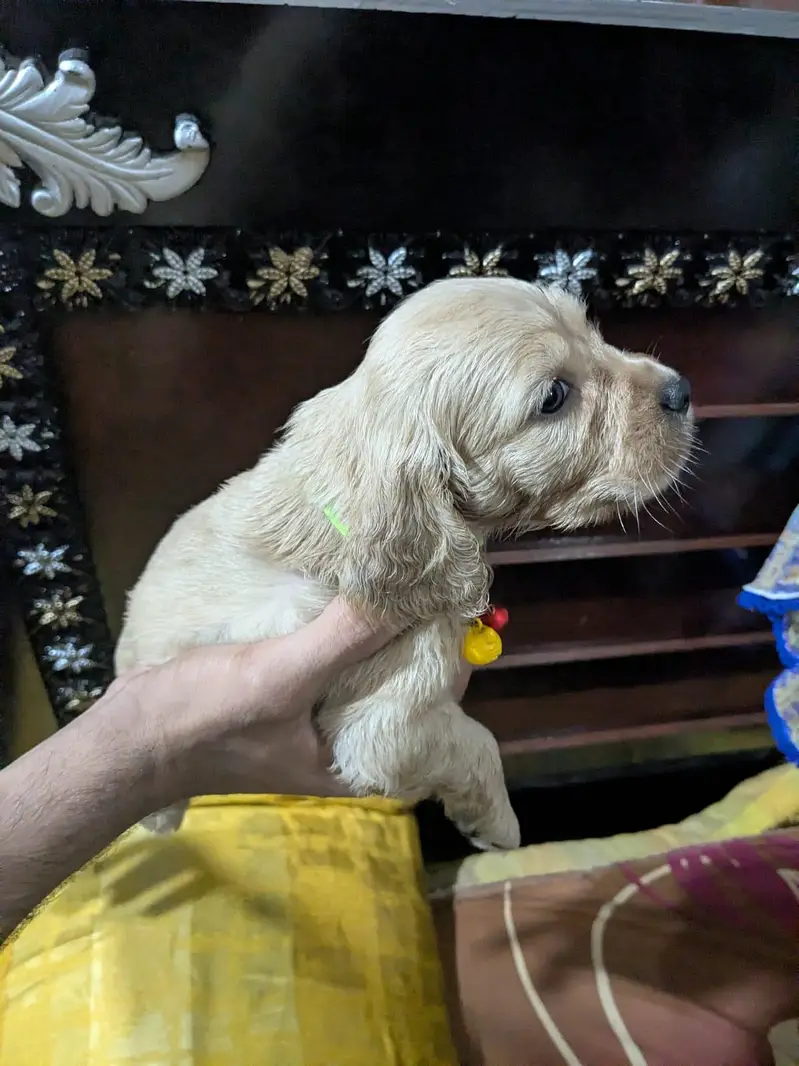 Active & Playful Cocker Spaniel Puppies For Sale — photo 9