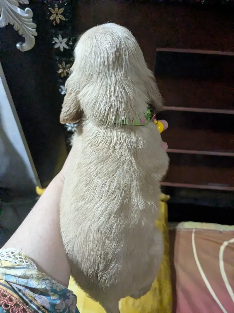 Active & Playful Cocker Spaniel Puppies For Sale — photo 10