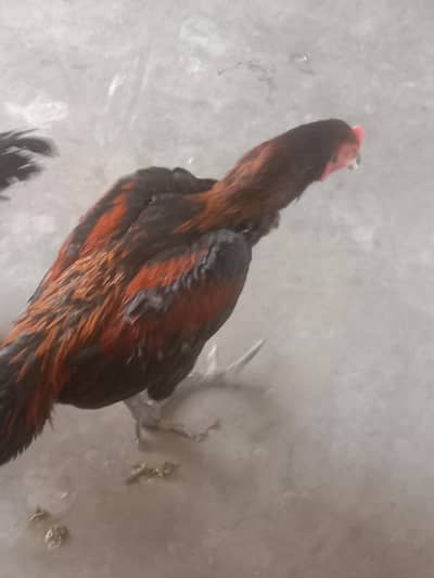 pure black shamo pathi or dragon pathy