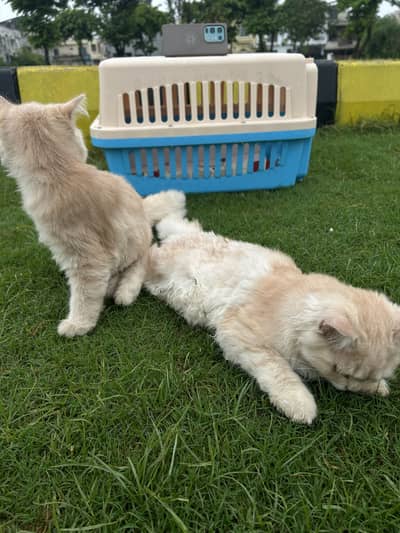 persian cat