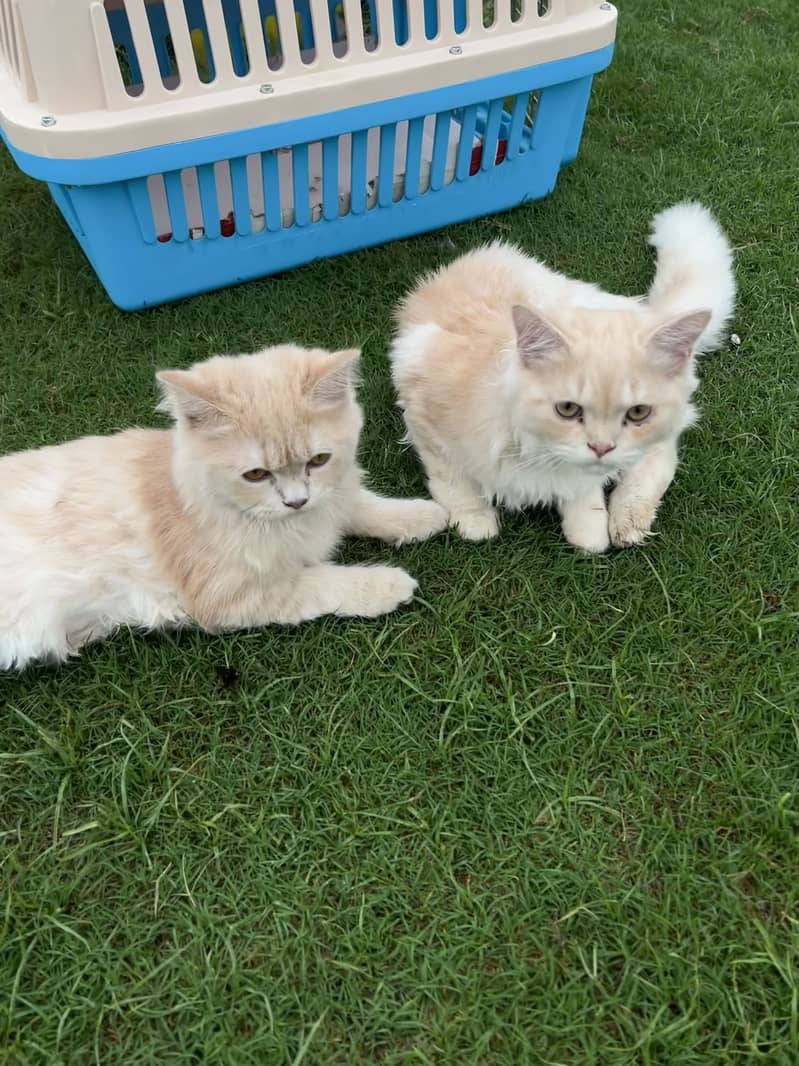 persian cat 1