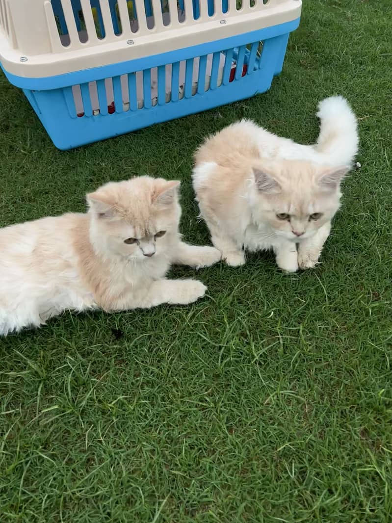 persian cat 2