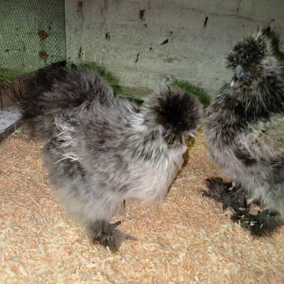 silkie hens