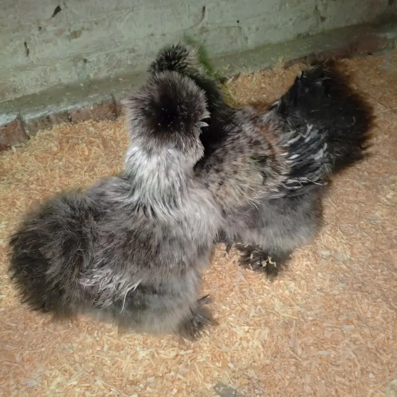 silkie hens — photo 2