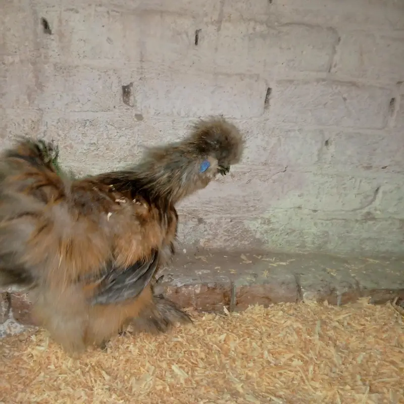 silkie hens — photo 5