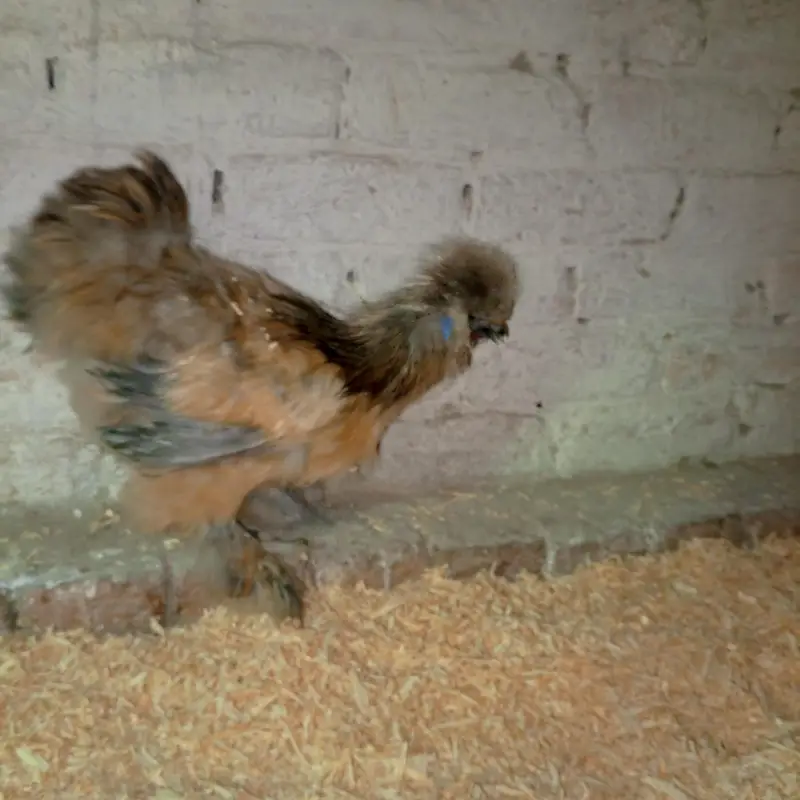 silkie hens — photo 6
