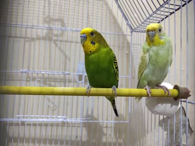 BUDGIE PAIR  AND CAGE FOR SALE
