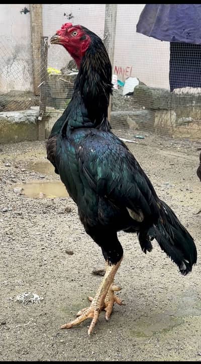 Nawabli sawa Mushka