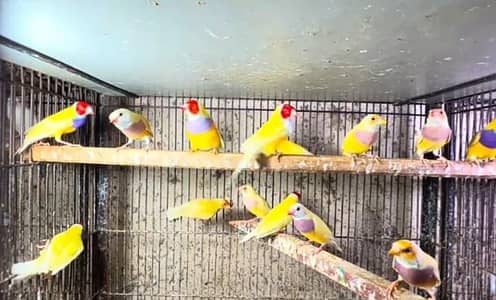 Goldian nd lutino finch breeder pair.