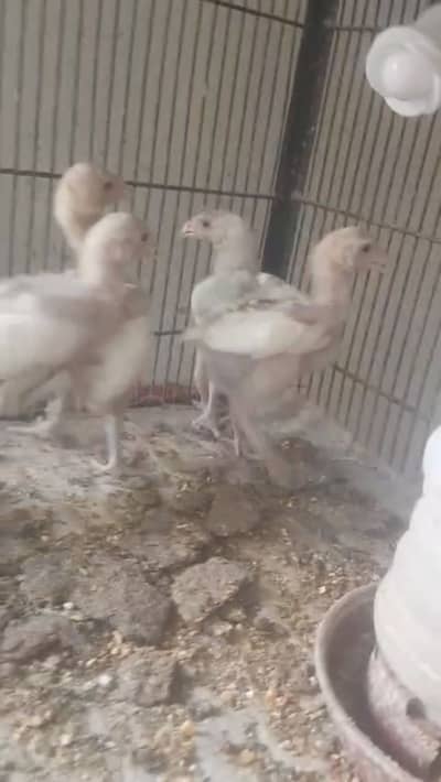Aik month se lekar 8 momth tak ka patha mil jya ghy heera breed