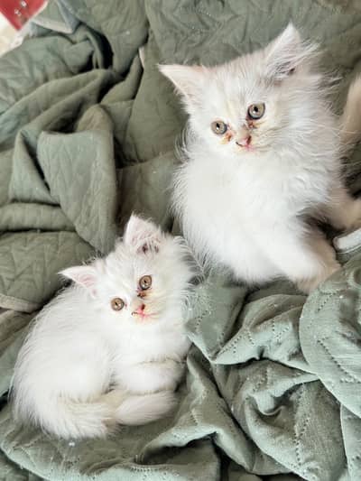 Female kittens 5000 each