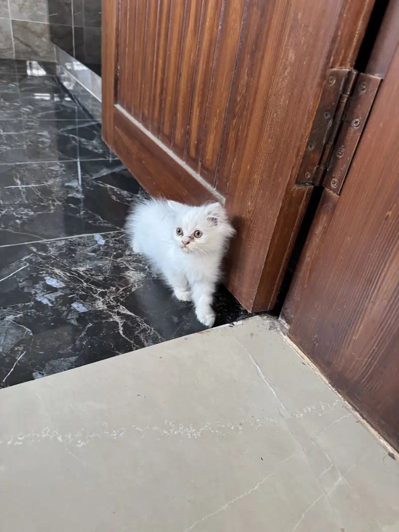 Female kittens 5000 each — photo 2