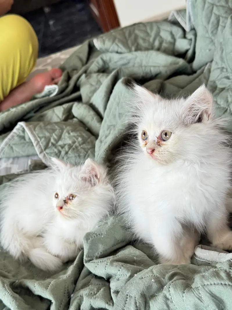 Female kittens 5000 each — photo 3