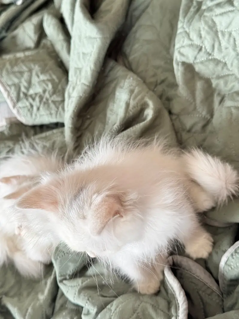 Female kittens 5000 each — photo 4