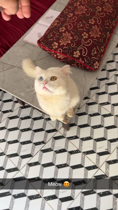 Cat for Sale