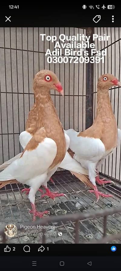 Quality Budapest/Danish/Magpie 03007209391 Adil Bird's Fsd